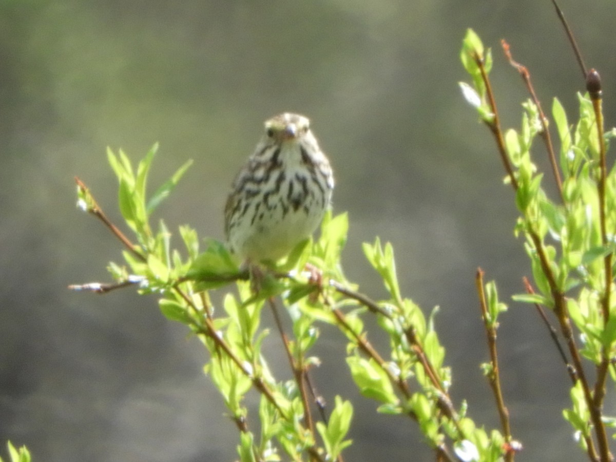 Savannah Sparrow - ML165096081