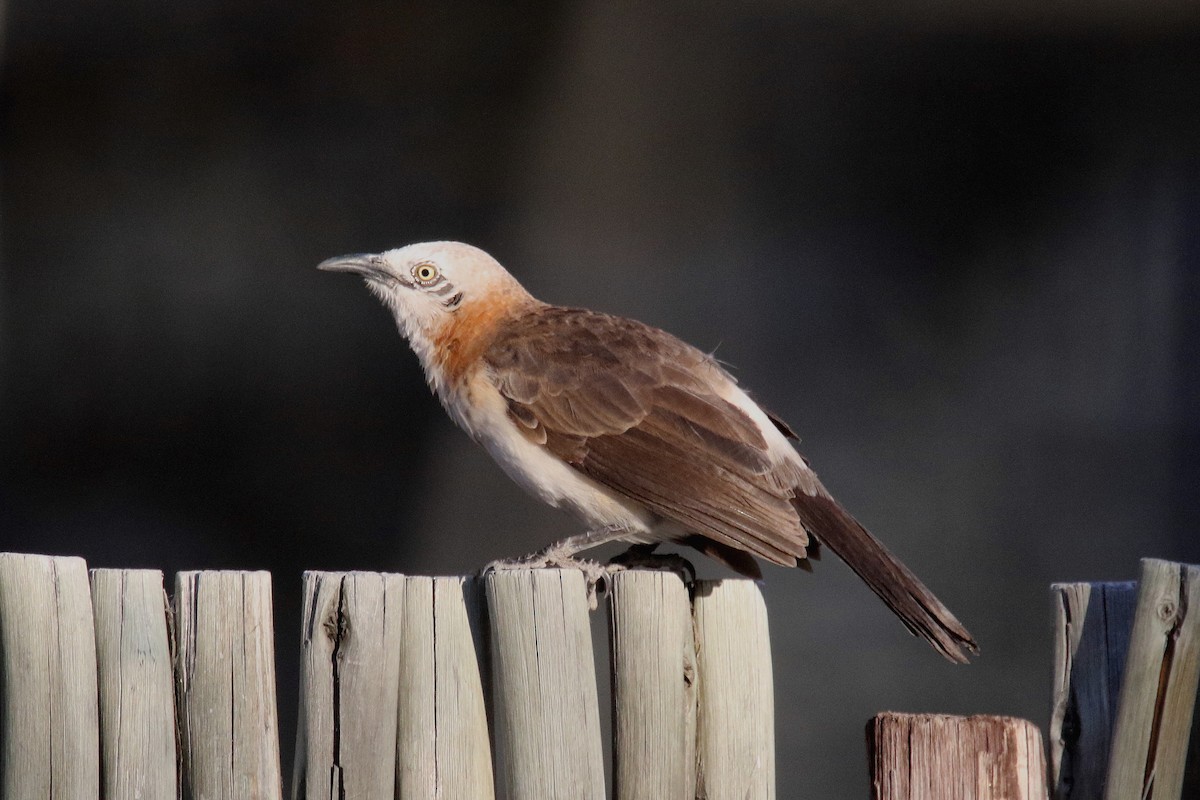 Bare-cheeked Babbler - Stephen Gast
