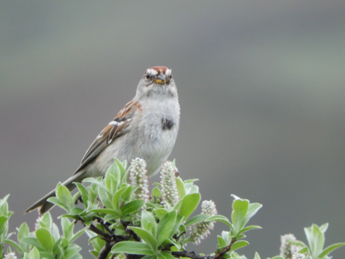 American Tree Sparrow - ML165096161