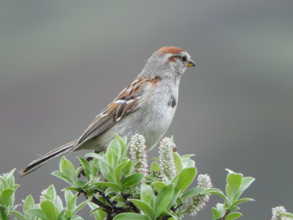 American Tree Sparrow - ML165096171