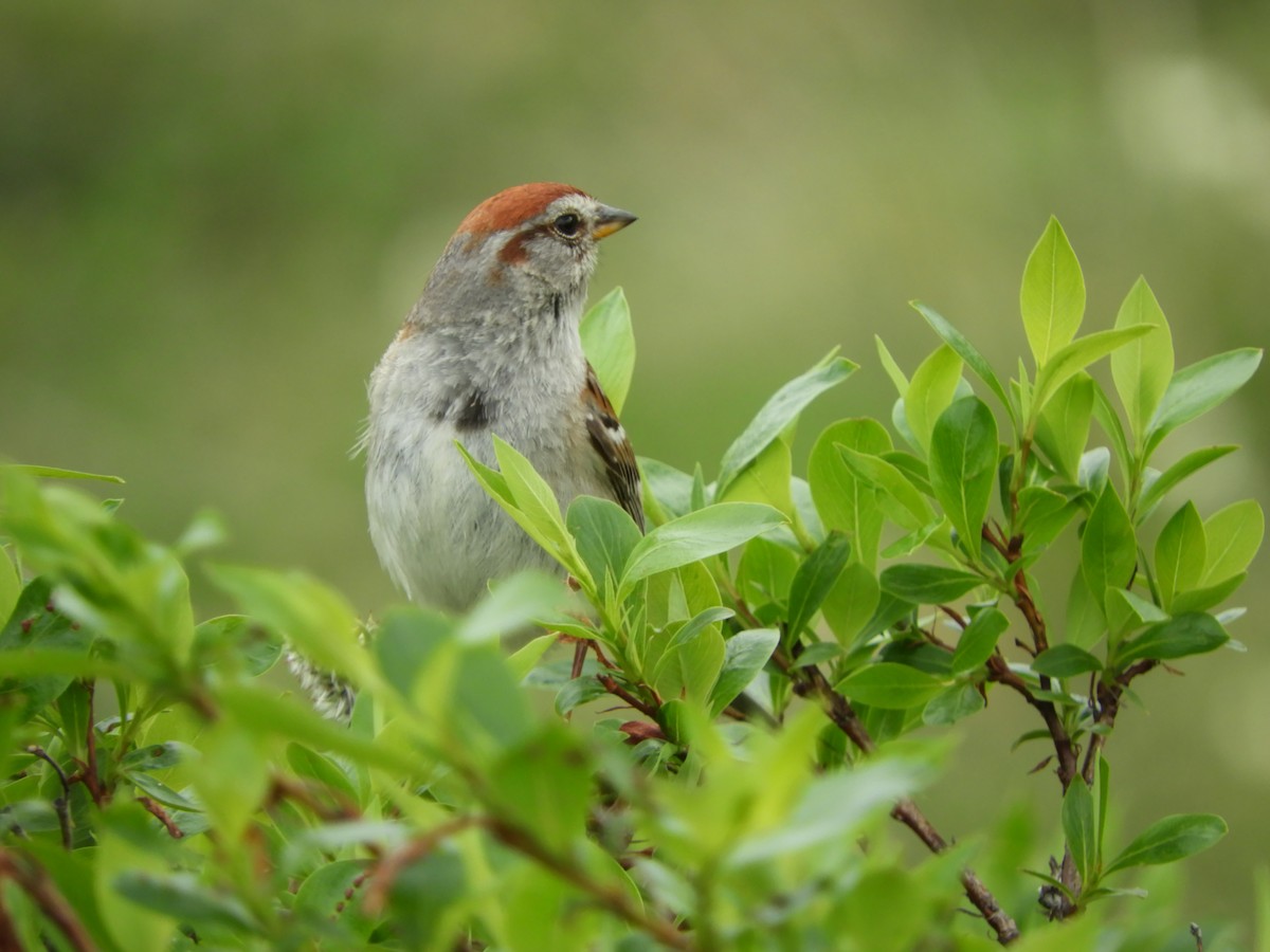 American Tree Sparrow - ML165096181
