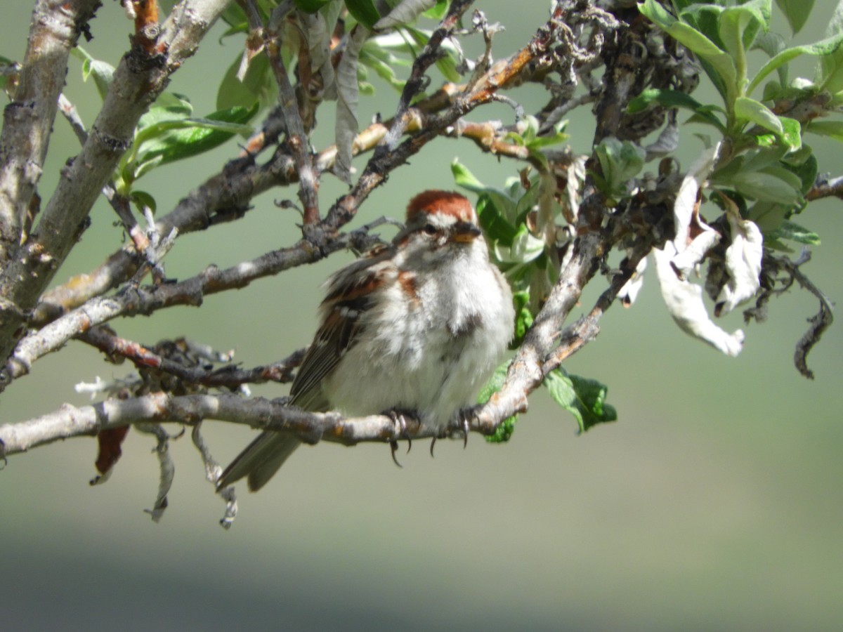 American Tree Sparrow - ML165096191