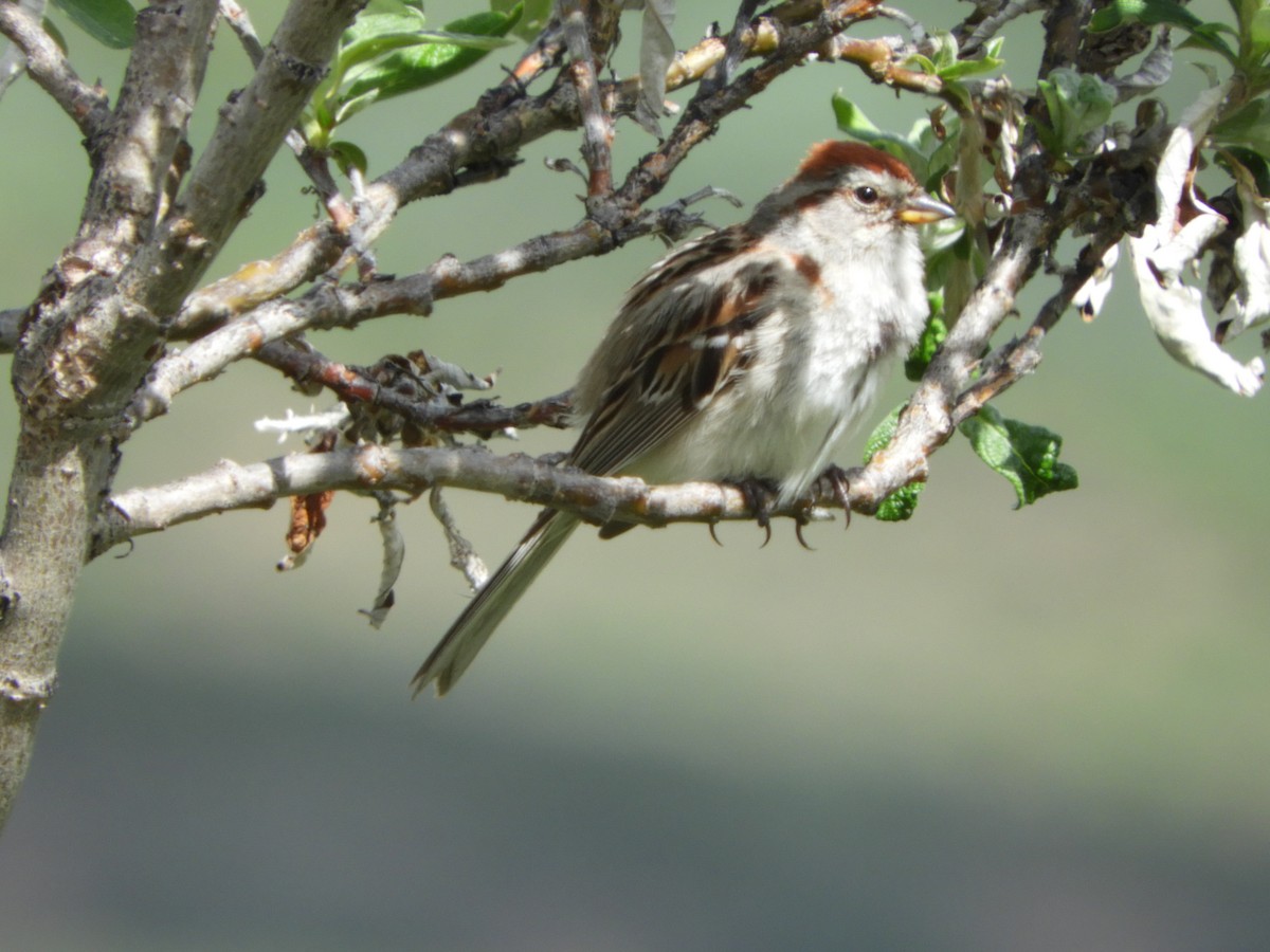 American Tree Sparrow - ML165096201