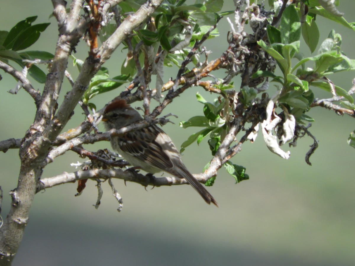 American Tree Sparrow - ML165096211