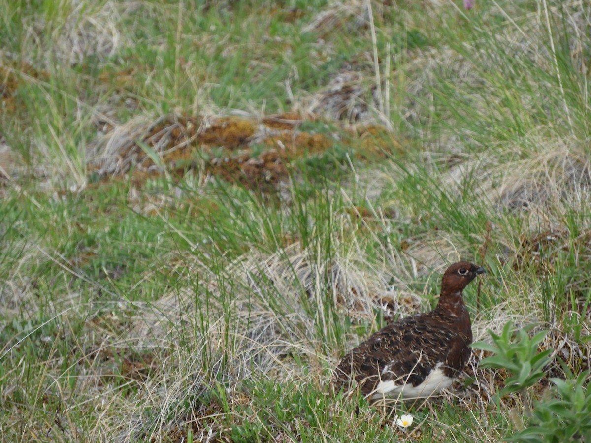 Willow Ptarmigan - ML165096321