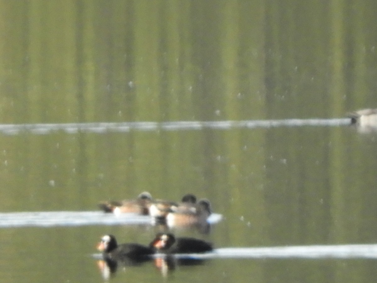 Surf Scoter - ML165096411