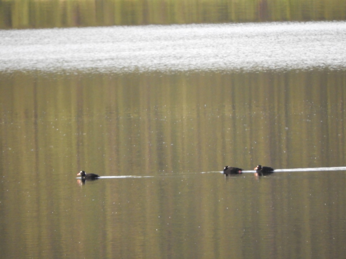 Surf Scoter - ML165096421