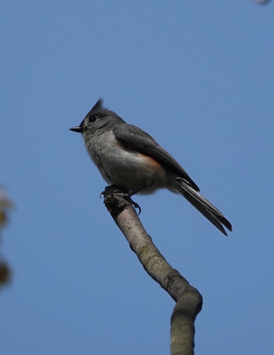 Tufted Titmouse - ML165097151