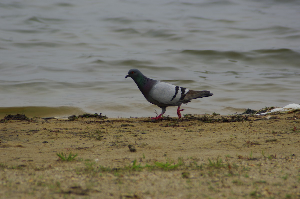 Rock Pigeon (Feral Pigeon) - ML165097471