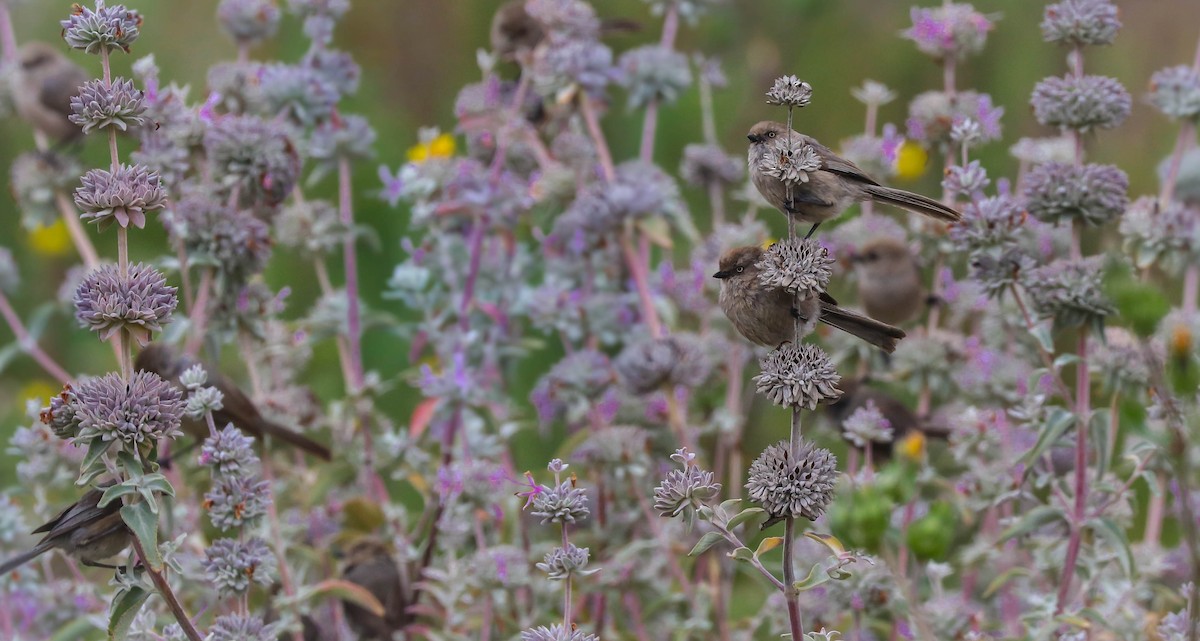 Bushtit - ML165099711