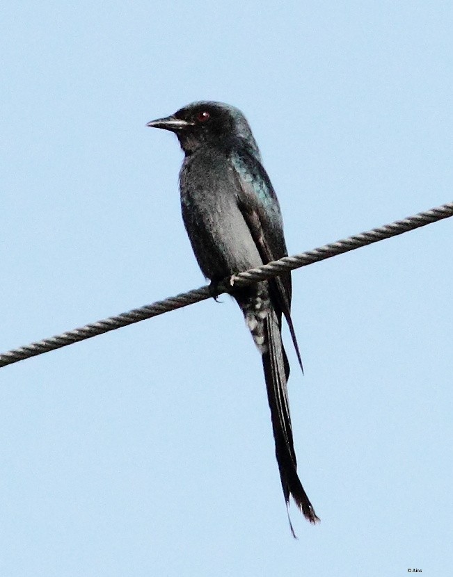 drongo černý - ML165100611