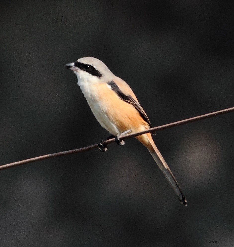 Long-tailed Shrike - ML165100881