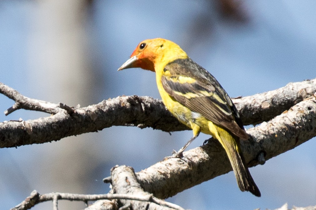 Western Tanager - ML165102081