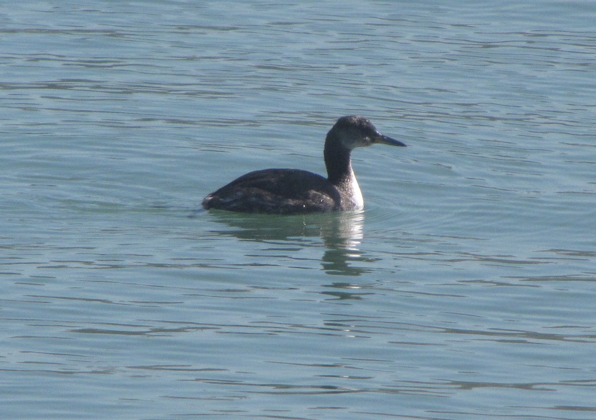 Red-necked Grebe - Judy Matsuoka