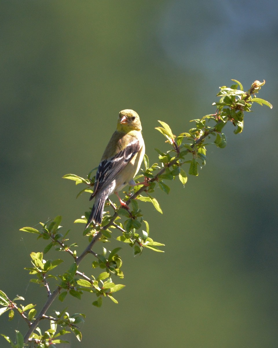 American Goldfinch - ML165104131