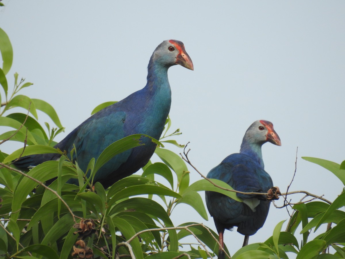 Gray-headed Swamphen - ML165104311