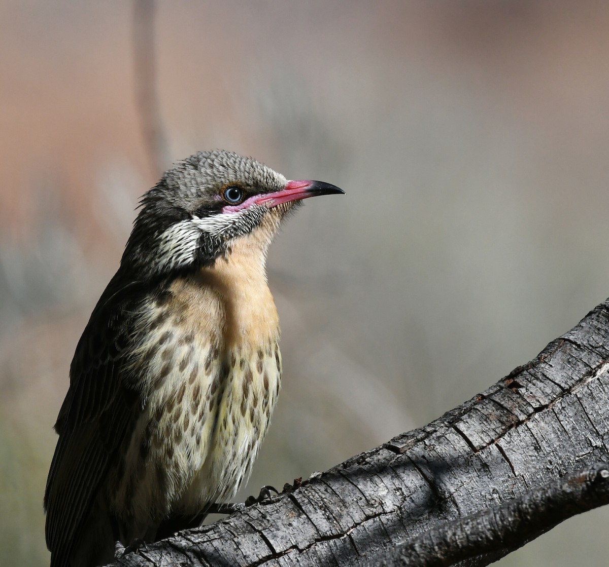 Spiny-cheeked Honeyeater - ML165104881