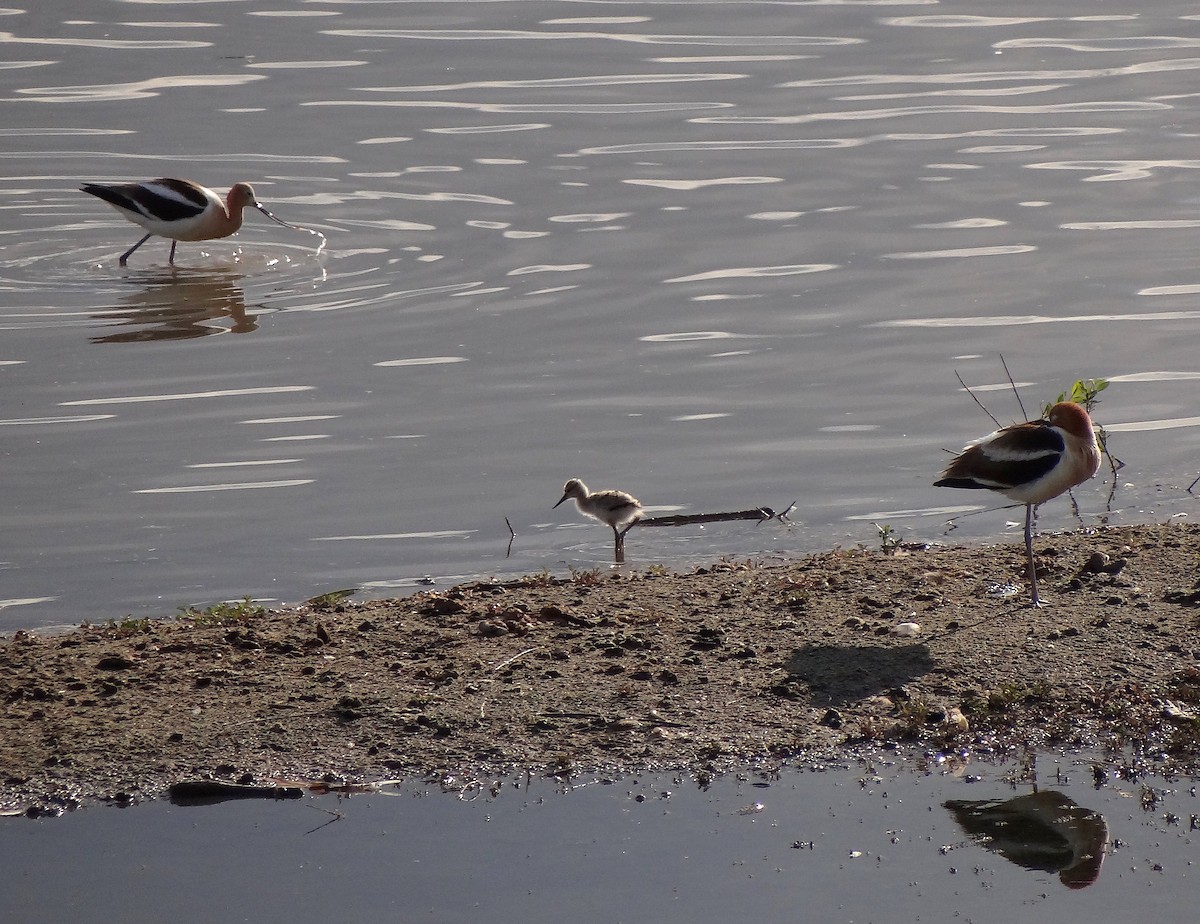 Avocette d'Amérique - ML165104921