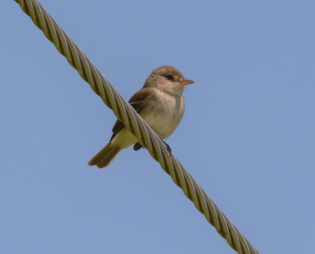 Willow Flycatcher - ML165105761