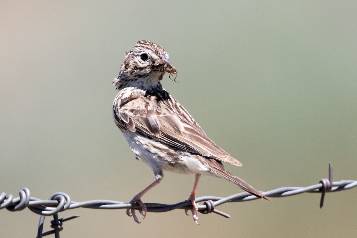 Vesper Sparrow - ML165105771