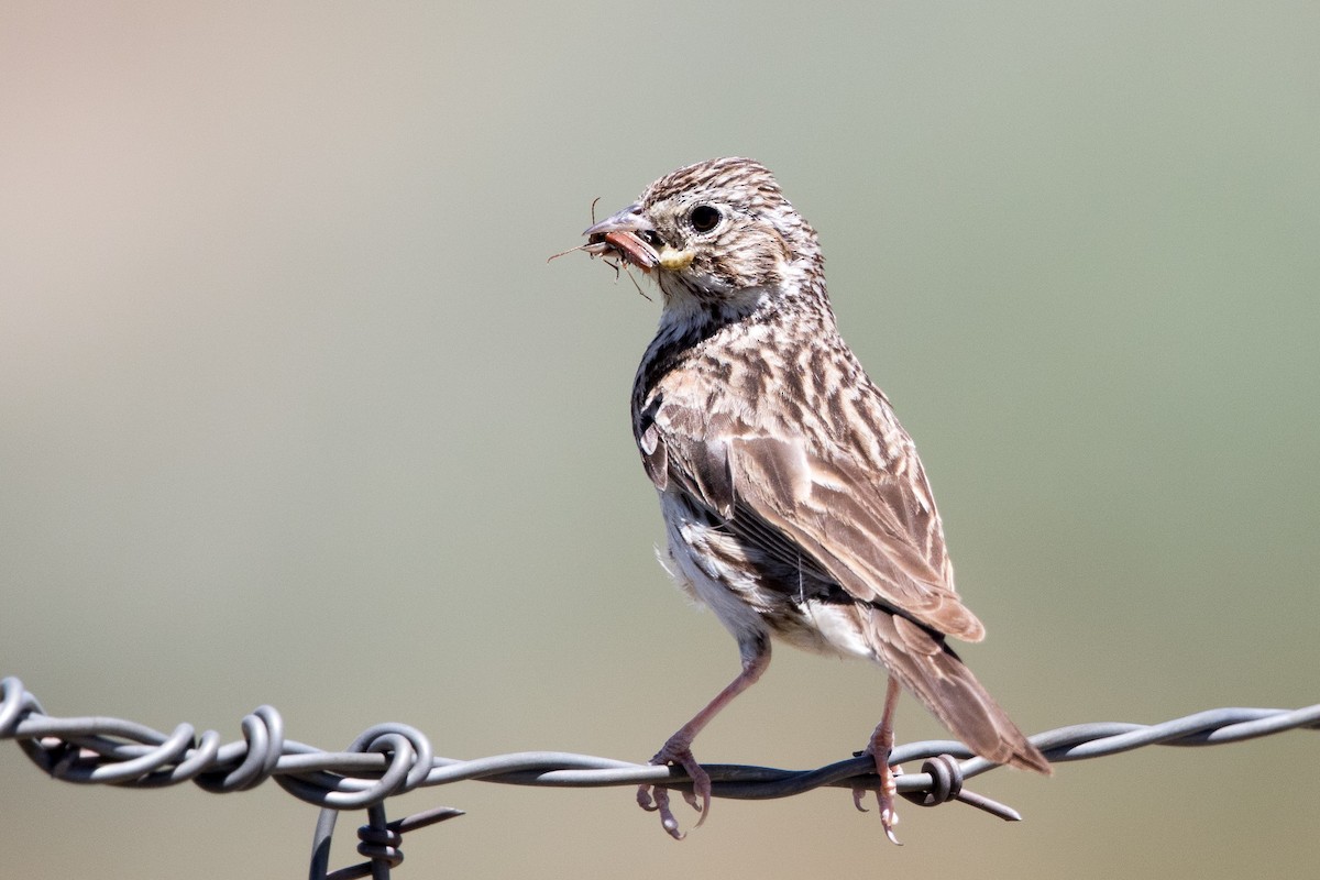 Vesper Sparrow - ML165105781