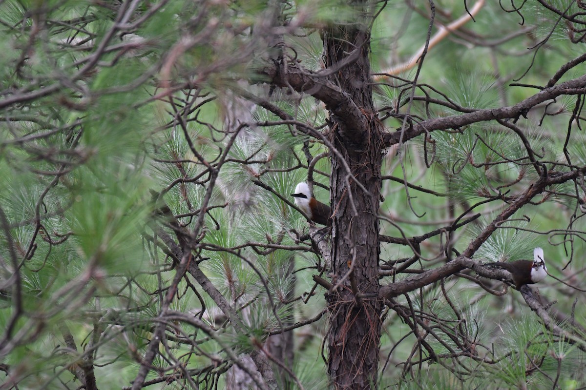 White-crested Laughingthrush - Ian Hearn