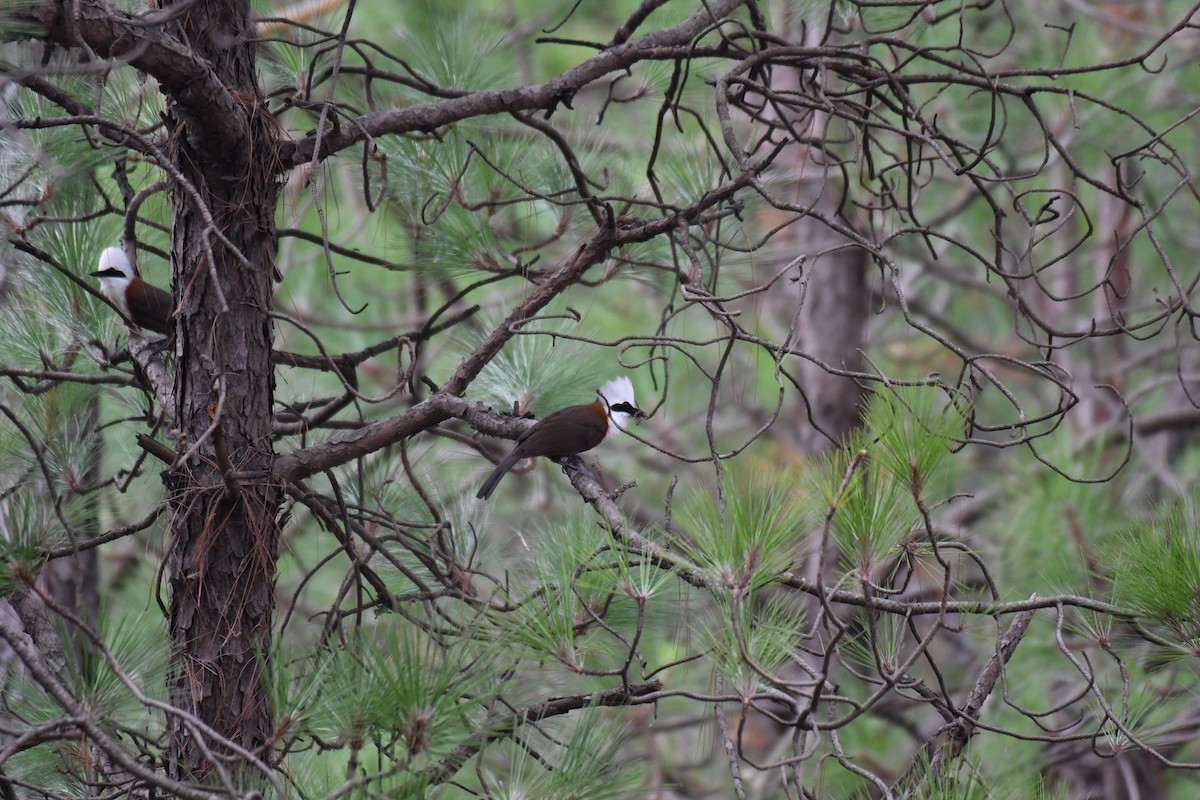 White-crested Laughingthrush - ML165107771