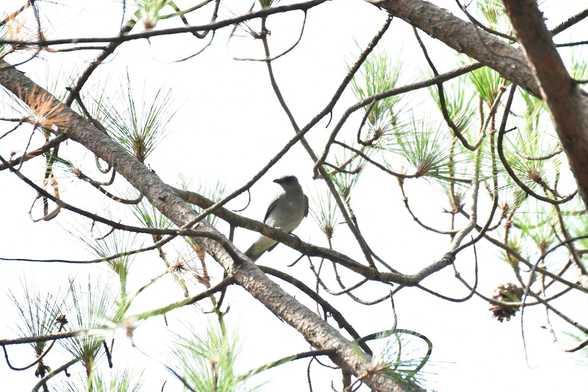 Large Cuckooshrike - ML165107801