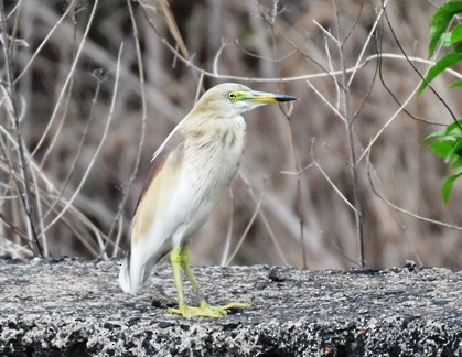 Indian Pond-Heron - ML165108211