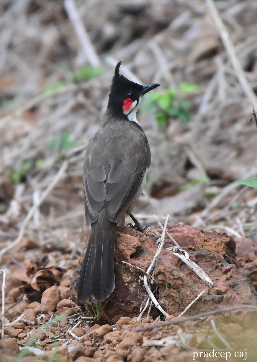 Red-whiskered Bulbul - ML165108591