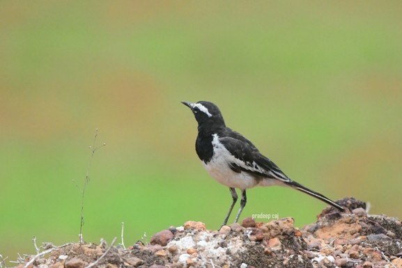 White-browed Wagtail - ML165109411