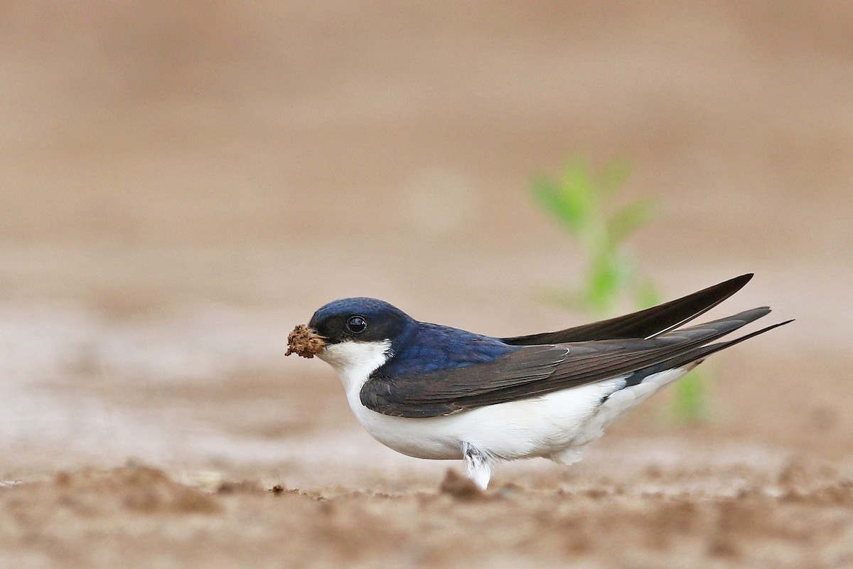 Western House-Martin - Volker Hesse