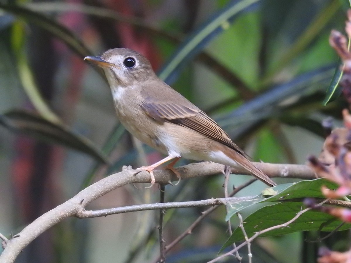 Papamoscas Muttui - ML165109511