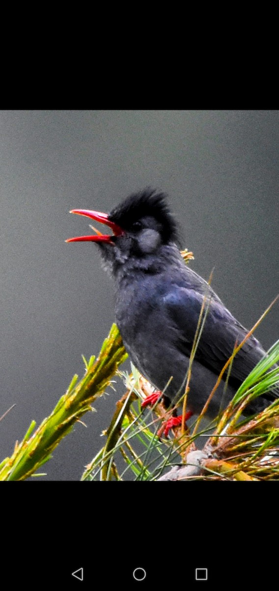 Black Bulbul - ML165109811