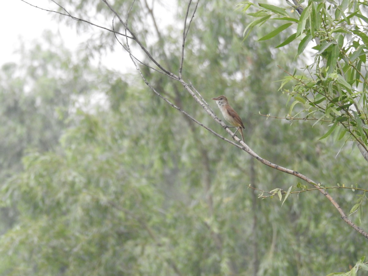 Oriental Reed Warbler - ML165109821