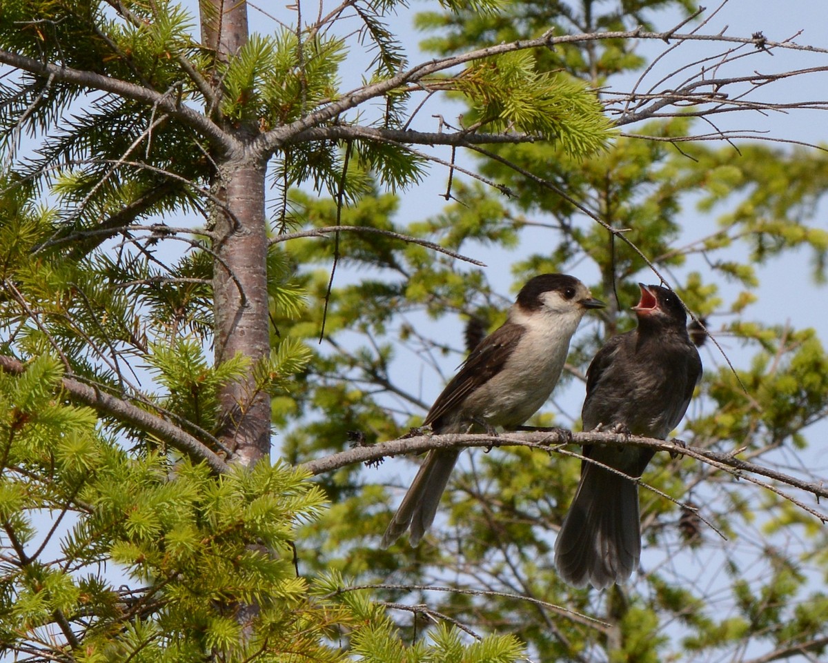 Canada Jay - ML165110181