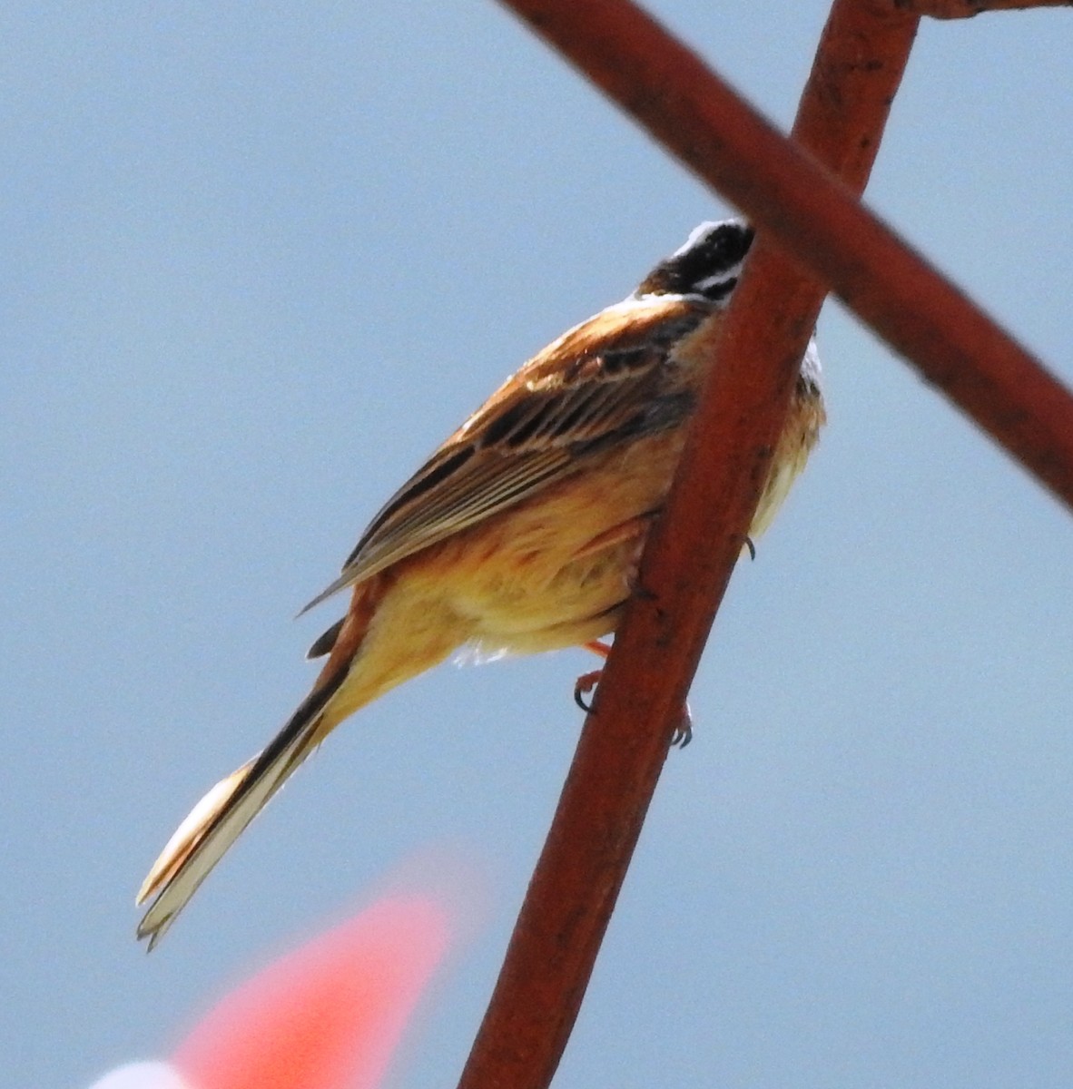 Meadow Bunting - Chris Storrie