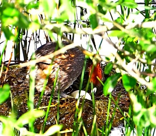 Little Grebe - ML165111501