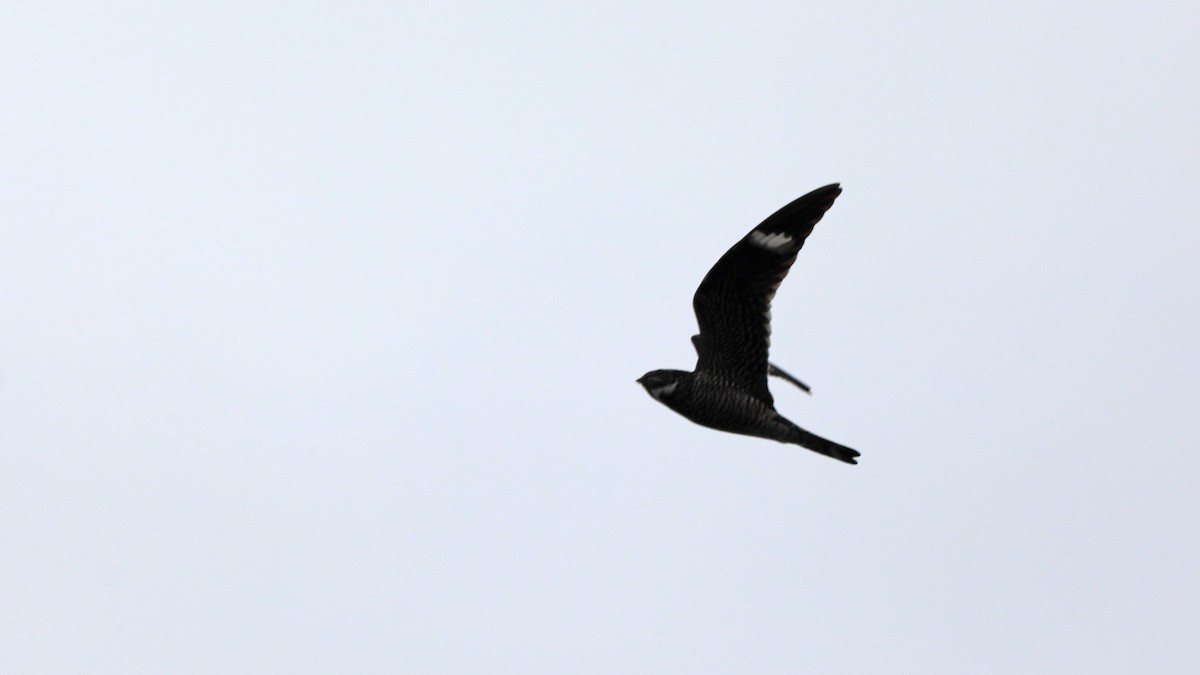 Common Nighthawk - ML165112281