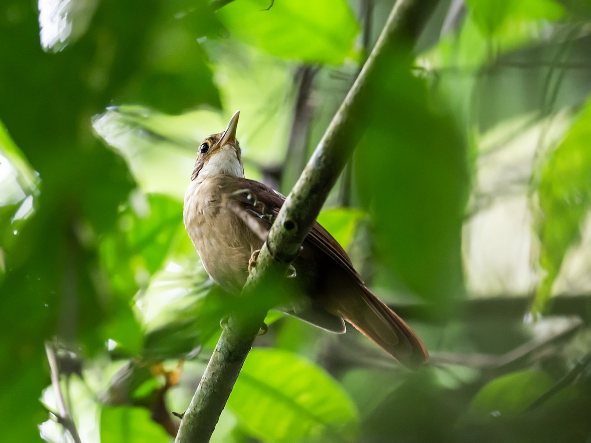 Ochre-throated Foliage-gleaner (pallidigularis) - ML165112301