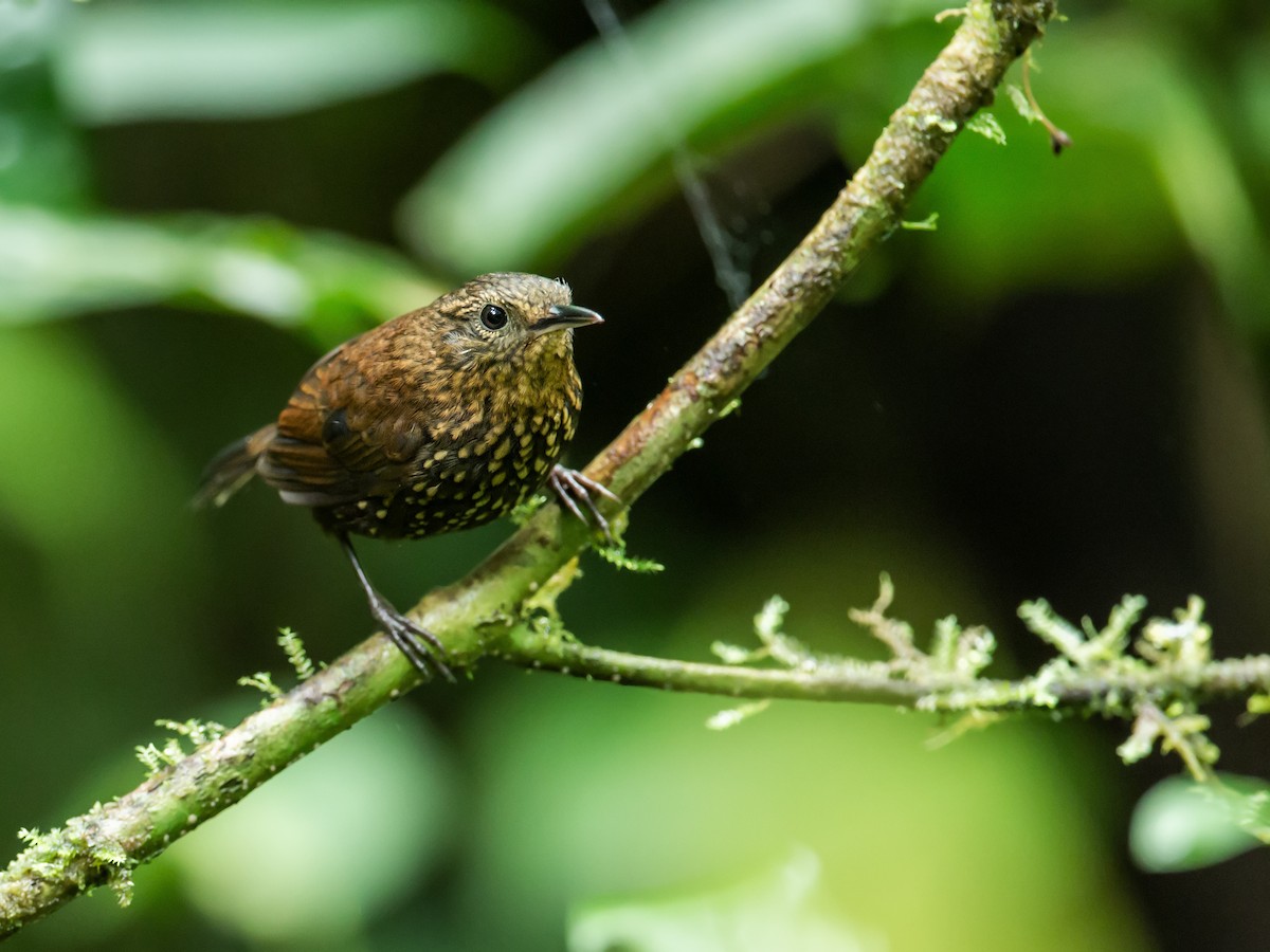 Spotted Barbtail - ML165112471