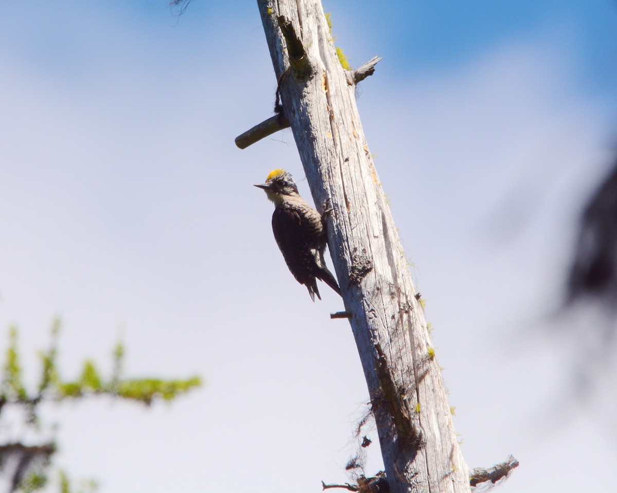 American Three-toed Woodpecker - Jennifer O'Neill