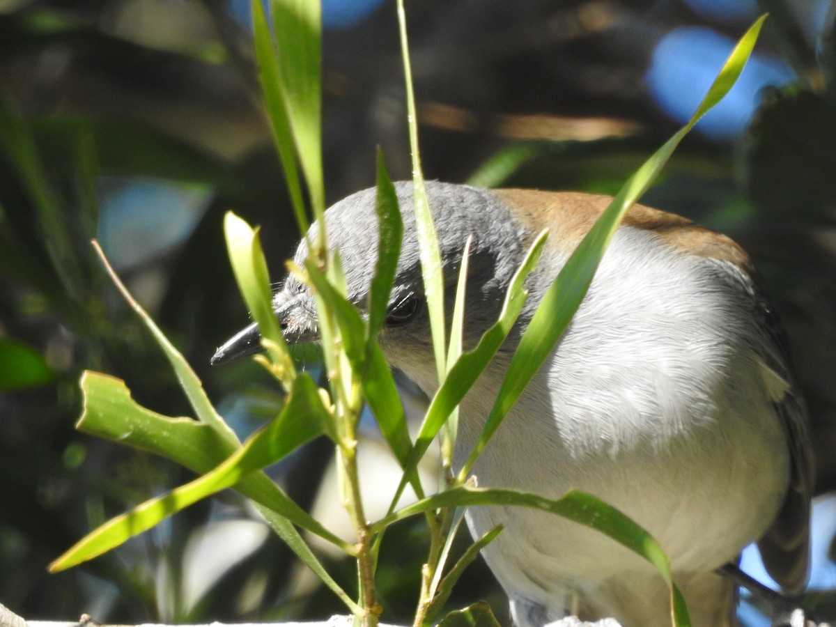 Gray Shrikethrush - David Eddington