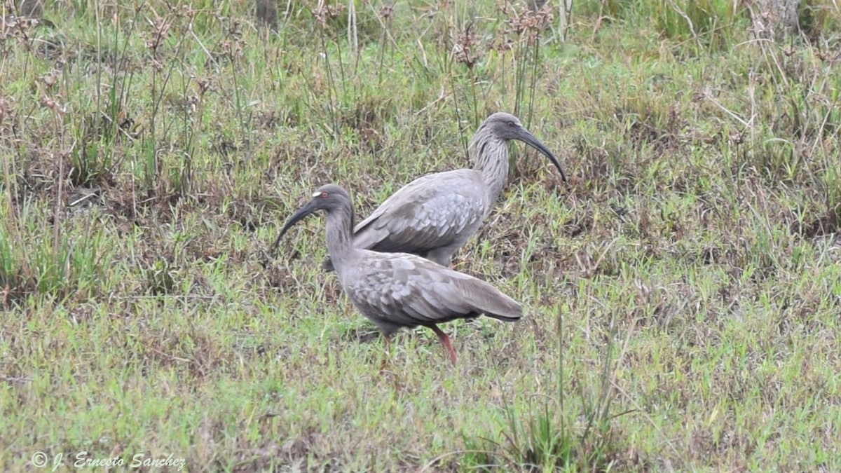 ibis běločelý - ML165115711