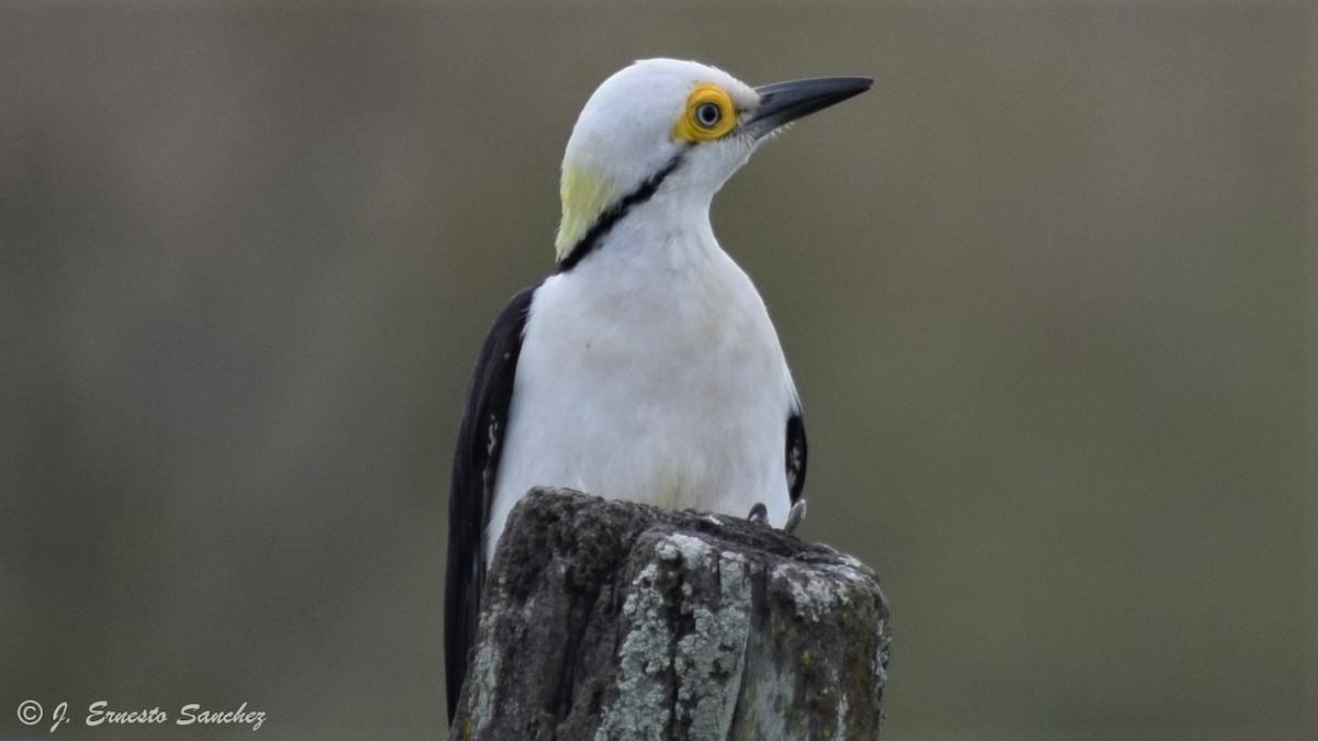 Weißspecht - ML165115791