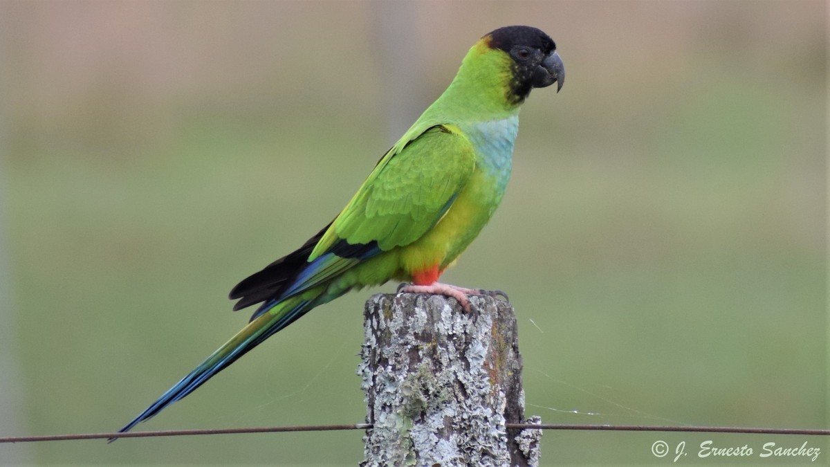 Nanday Parakeet - Jose E  Sanchez