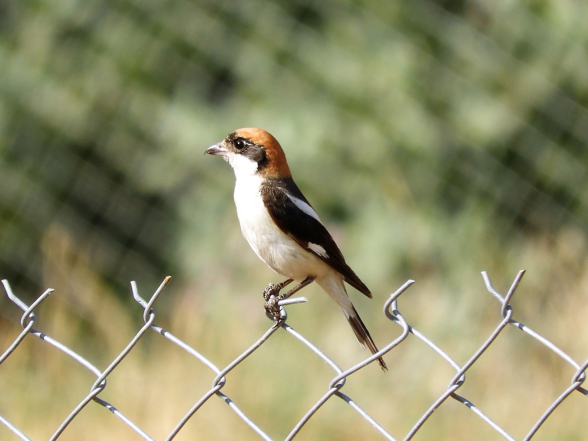 Woodchat Shrike - ML165116481