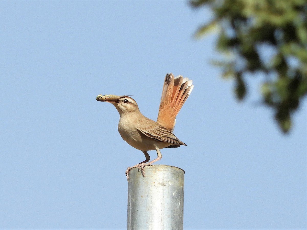 Rufous-tailed Scrub-Robin (Rufous-tailed) - ML165116741