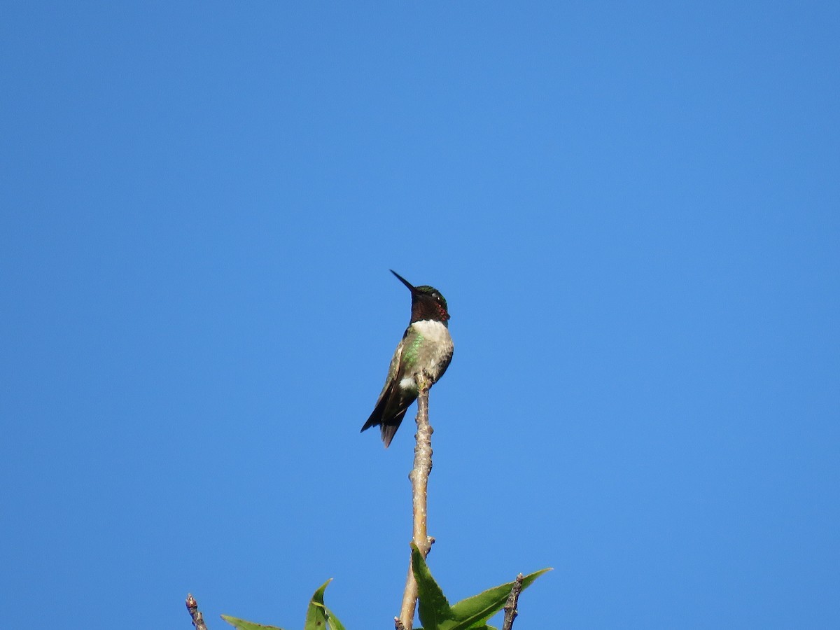 Ruby-throated Hummingbird - ML165117471