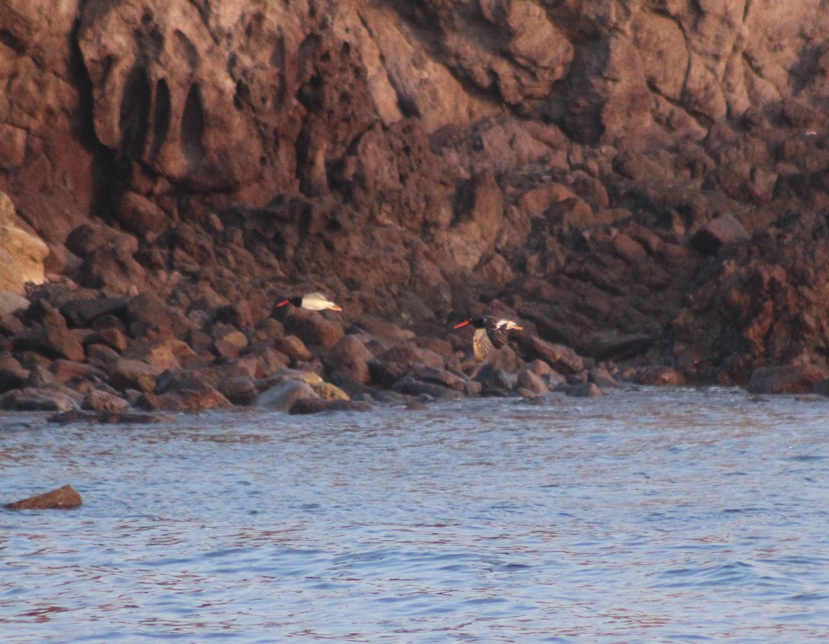 American Oystercatcher - ML165117701